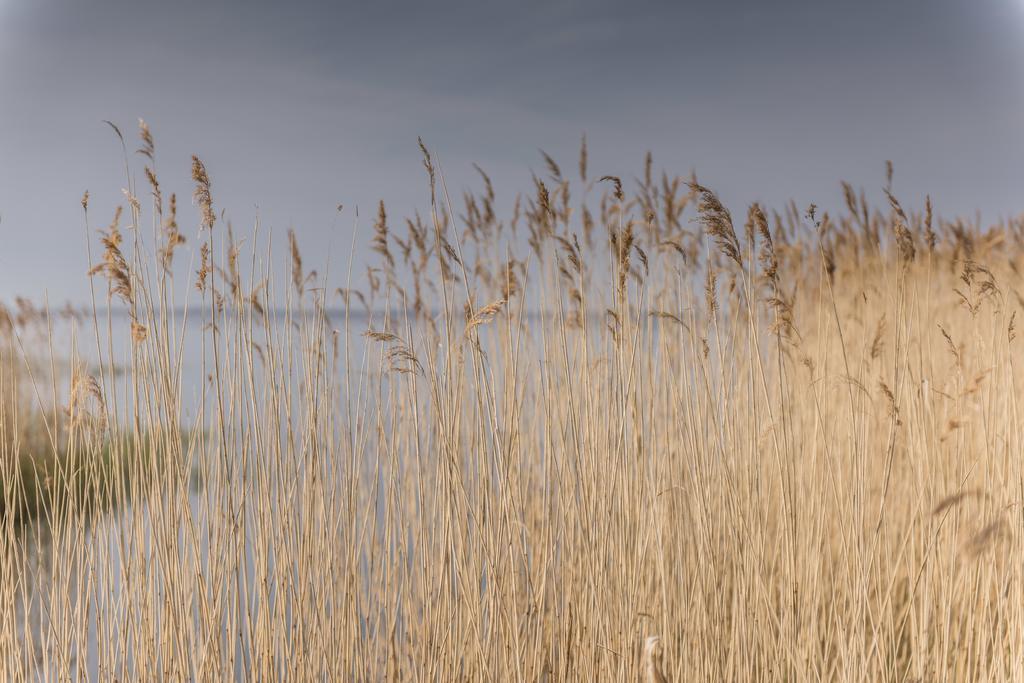 Kamphof Usedom Ferienanlage Loddin Buitenkant foto
